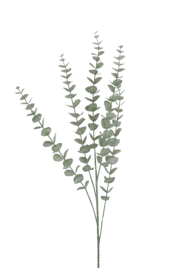 Eucalyptus branche