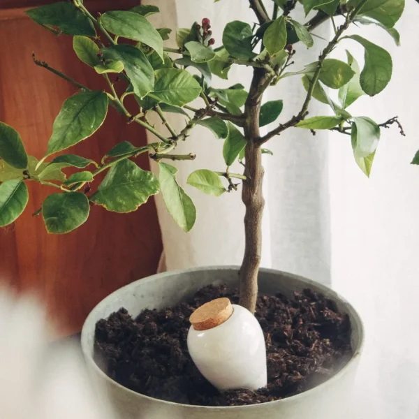 Olla hydratante – Image 3